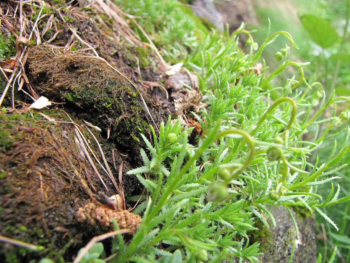 Saxifraga aspera / Sassifraga spinosa
